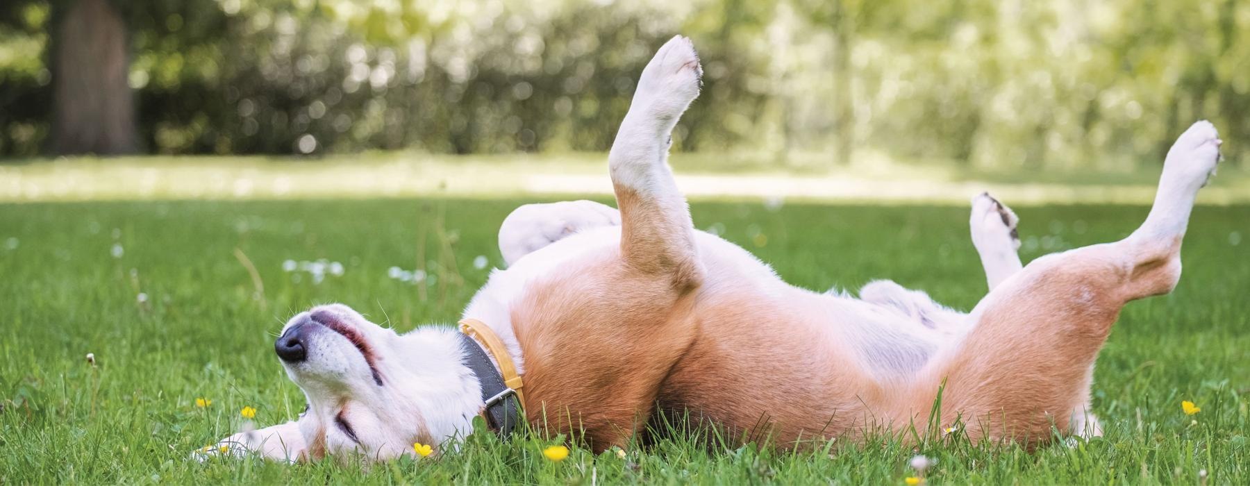 a dog lying in the grass